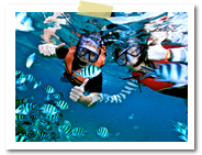 �V���m�[�P�����O�b�o���� �I�v�V���� �}�����X�|�[�c