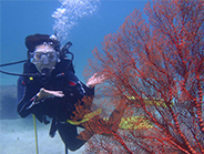 �S�[���h�A�C�����h�r�[�`�N���u���E�H�[�^�[�X�|�[�c�Ёb�o���� �I�v�V���� �}�����X�|�[�c