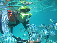 �S�[���h�A�C�����h�r�[�`�N���u���E�H�[�^�[�X�|�[�c�Ёb�o���� �I�v�V���� �}�����X�|�[�c