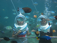 �S�[���h�A�C�����h�r�[�`�N���u���E�H�[�^�[�X�|�[�c�Ёb�o���� �I�v�V���� �}�����X�|�[�c