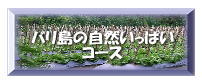 �o�����̎��R�����ς��R�[�X�@�o�����ł̃J�[�`���[�^�[&�X�p�E�G�X�e���I�v�V�����c�A�[